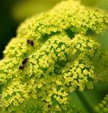 Parsley, Italian Giant (Petroselinum crispum)