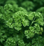 Parsley, Plain Single (Petroselinum crispum)