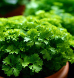 Parsley, Plain Single (Petroselinum crispum)