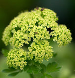 Parsley, Plain Single (Petroselinum crispum)