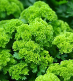 Parsley, Triple Curled (Petroselinum crispum)