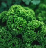 Parsley, Triple Curled (Petroselinum crispum)