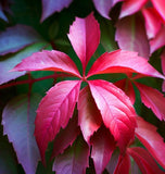 Parthenocissus quinquefolia (Virginia Creeper, Engelmann's Ivy)