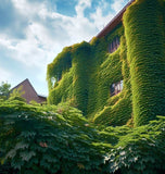 Parthenocissus tricuspidata (Boston Ivy, Grape Ivy, Japanese Creeper, Japanese Ivy, Woodbine)