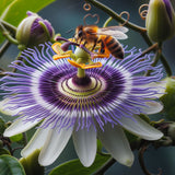 Passiflora incarnata (Maypop, Purple Passionflower, True Passionflower, Wild Apricot, Wild Passion Flower, Wild Passion Vine)