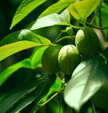 Passiflora mollisima (Banana Passion Fruit)