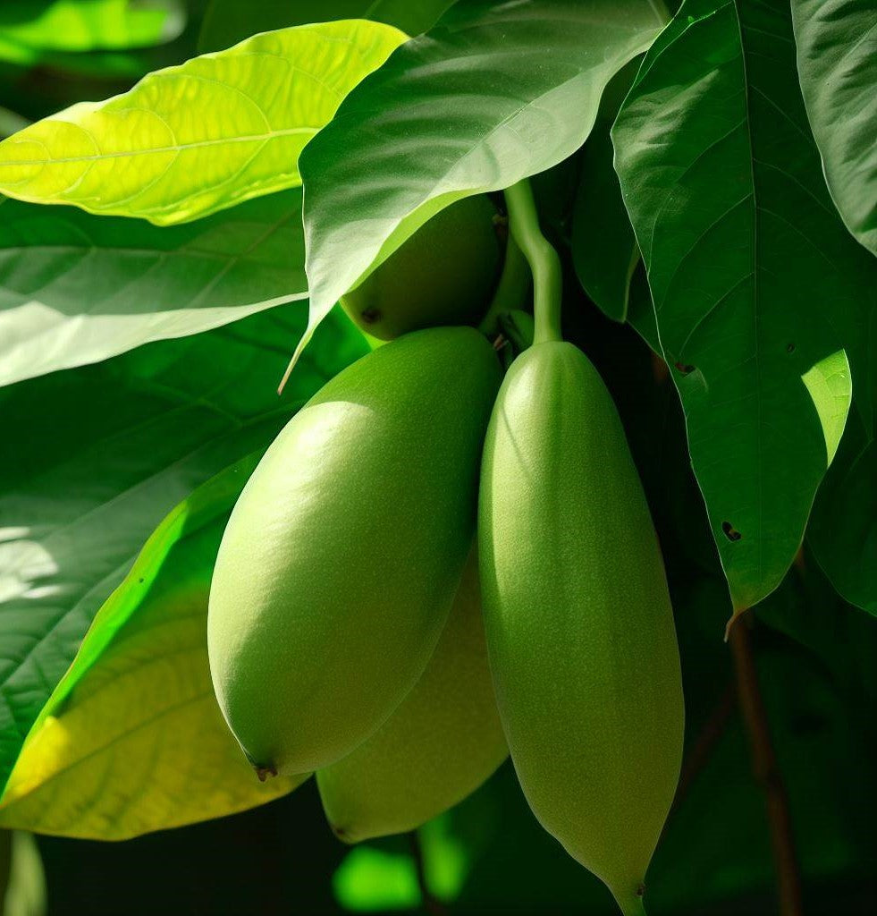 Passiflora mollisima (Banana Passion Fruit)
