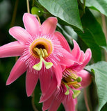 Passiflora mollisima (Banana Passion Fruit)