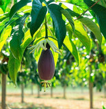 Passiflora mollisima (Banana Passion Fruit)