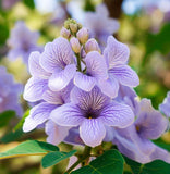 Paulownia elongata (Empress Tree)