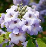 Paulownia elongata (Empress Tree)