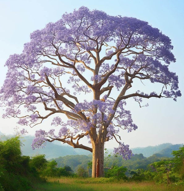 Paulownia elongata (Empress Tree)