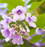 Paulownia tomentosa (Princess tree, Foxglove Tree)