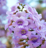 Paulownia tomentosa (Princess tree, Foxglove Tree)