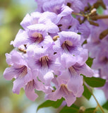 Paulownia tomentosa (Princess tree, Foxglove Tree)