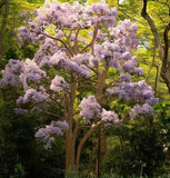 Paulownia tomentosa (Princess tree, Foxglove Tree)