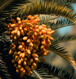 Phoenix canariensis (Canary Island Palm)