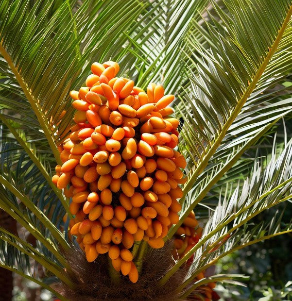 Phoenix canariensis (Canary Island Palm)