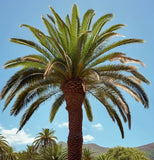 Phoenix canariensis (Canary Island Palm)