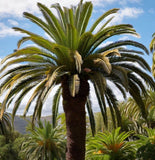 Phoenix canariensis (Canary Island Palm)