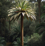 Phoenix canariensis (Canary Island Palm)