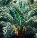 Phoenix dactylifera (Date Palm Tree)