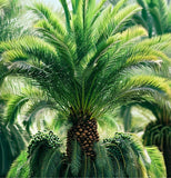 Phoenix dactylifera (Date Palm Tree)