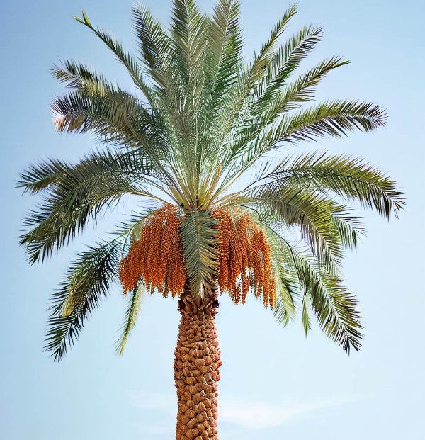 date palm plant images Phoenix dactylifera (Date Palm Tree)