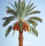 Phoenix dactylifera (Date Palm Tree)