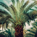 Phoenix dactylifera (Date Palm Tree)