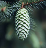 Picea abies Boehmerwald (European Spruce)