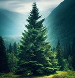 Picea abies Lake States (Lake States Norway Spruce, Norway Spruce) Seedlings & Transplants Available for Spring Shipping