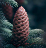 Picea abies Southern Europe (Southern European Spruce)