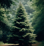 Picea abies Southern Europe (Southern European Spruce)