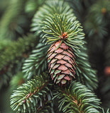 Picea glauca densata (Black Hills Spruce)