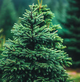 Picea glauca densata (Black Hills Spruce)