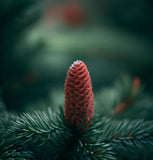 Picea likiangensis (Purple Liakiang Spruce)