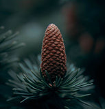 Picea likiangensis (Purple Liakiang Spruce)