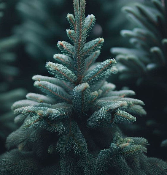 Picea – MySeedsCo