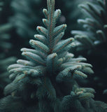 Picea mariana x rubens (Black x Red Spruce Hybrid)