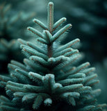 Picea meyeri (Meyer's Spruce)