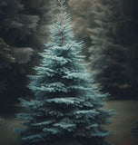 Picea pungens (Colorado Blue Spruce)