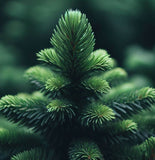 Picea retroflexa (Brush Needle Spruce, Tapao Shan Spruce, Green Dragon Spruce)