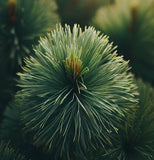 Pinus arizonica (Arizona Pine)