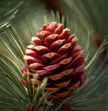 Pinus arizonica (Arizona Pine)