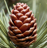 Pinus arizonica (Arizona Pine)