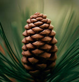 Pinus attenuata (Knobcone Pine)