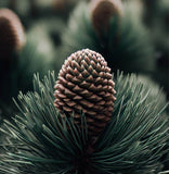 Pinus attenuata (Knobcone Pine)