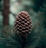 Pinus attenuata (Knobcone Pine)