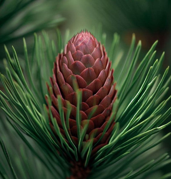 Pinus banksiana (Jack Pine)